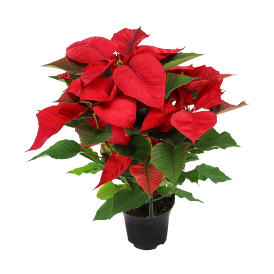 maceta de pascua, ud