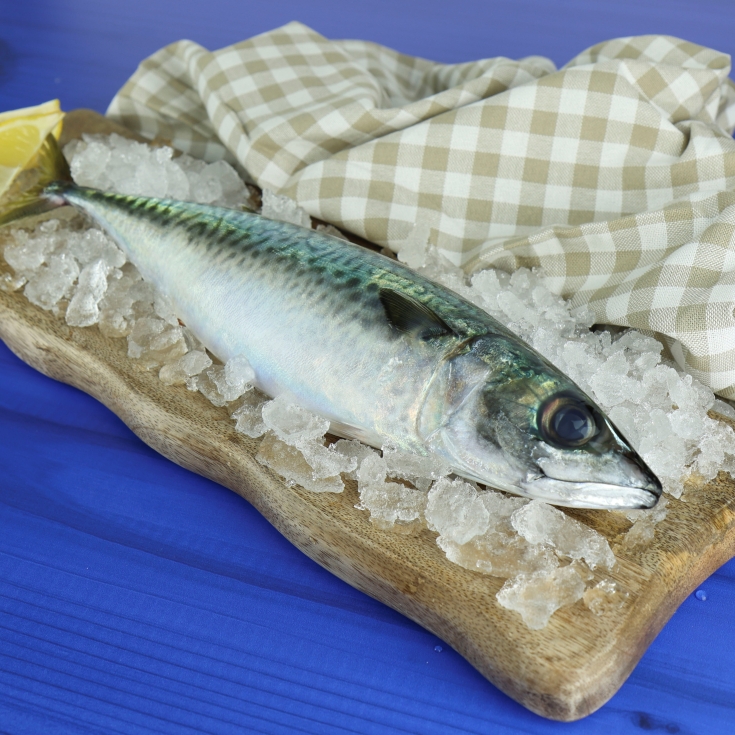 caballas grandes, kg