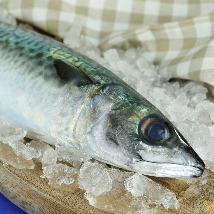 caballas grandes, kg