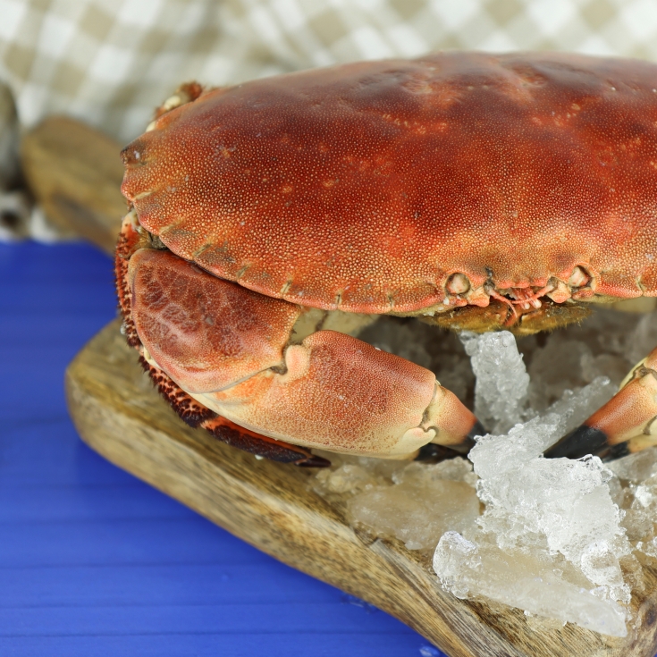 buey mar cocido 600/800, ud