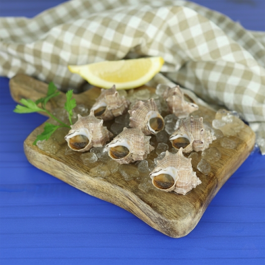 cañailla cocida nº9, ud